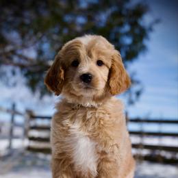 Orzo - Cream male Goldendoodle puppy in Mc Arthur, California from California Golden Love