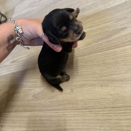 Eve - Black and cream Dachshund puppy in Fort Worth, Texas from The Holloway Dachshunds