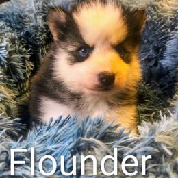 Flounder - Black and white male Pomsky puppy in Blackfoot, Idaho from Snake River Pomskys