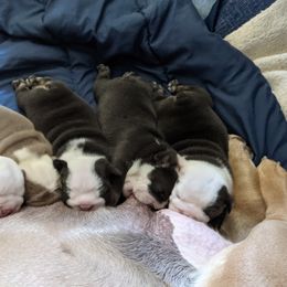 Boxer and Bulldog Puppies from Perry Hill Bullies