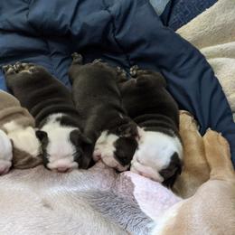 Boxer and Bulldog Puppies from Perry Hill Bullies