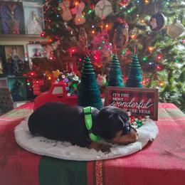 Boxer and Miniature Pinscher Puppies from Pike's Pups