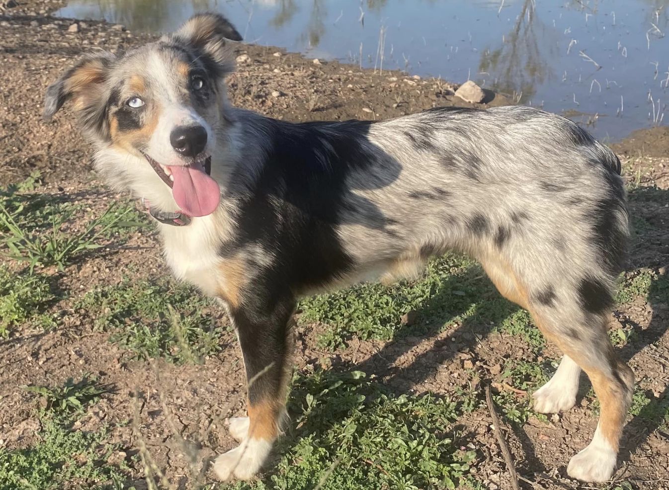 VB Silver Spurs Aussies in Texas | Miniature Australian Shepherd ...