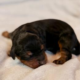 Girl 2 - Phantom female Bernedoodle puppy in Anchorage, Alaska from Cascade Country Doodles
