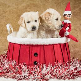 Golden Retriever puppies from Golden Borealis