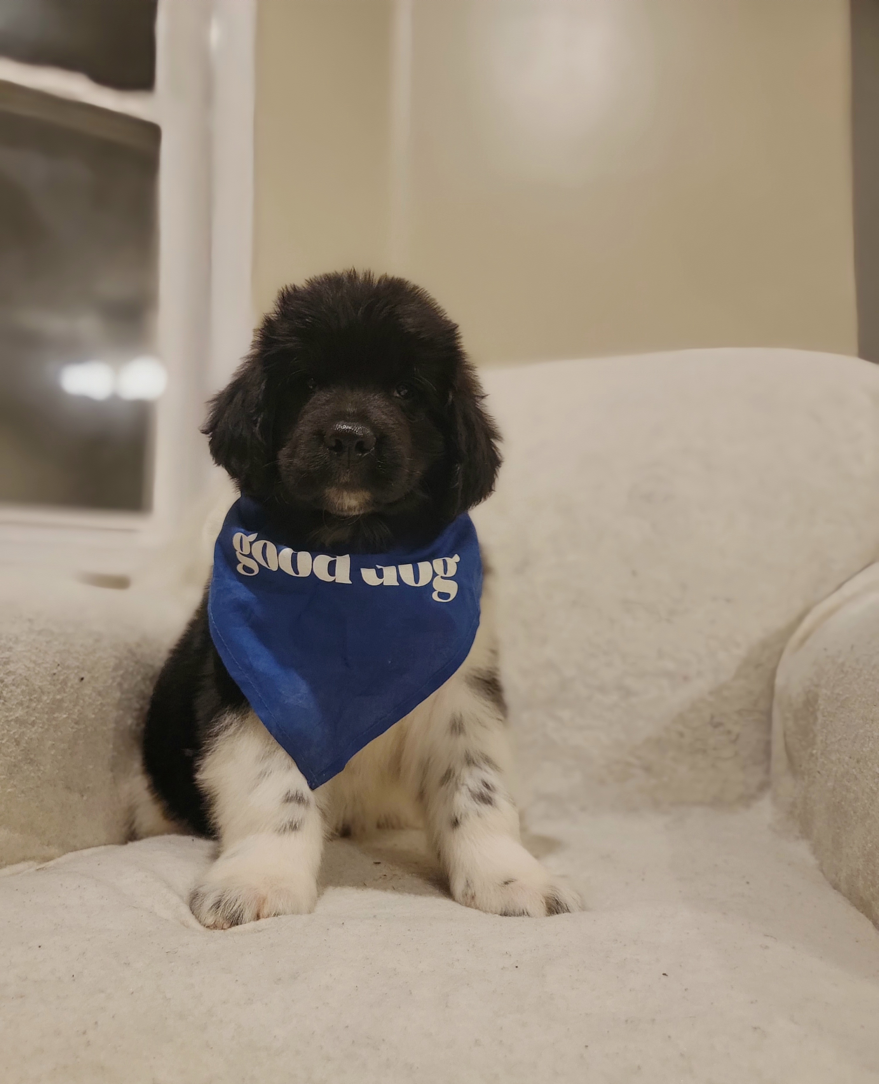 Newfoundland Puppies from Tonka Bay Newfoundlands