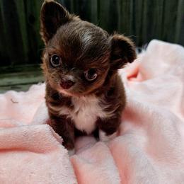 Chihuahua Puppies from Cane River Chihuahuas