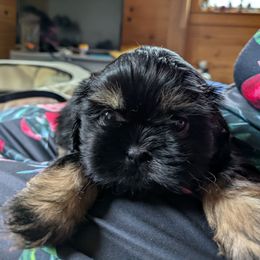Cute dobie boy - Black and tan male Shih Tzu puppy in Mariaville, Maine from McKayla Hairston