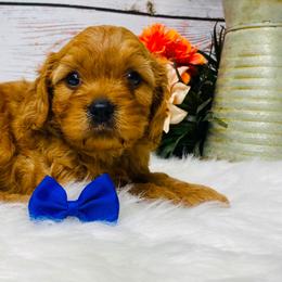 Dean - Red male Cavapoo puppy in Nixa, Missouri from Davis Family Doodles