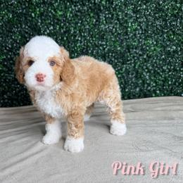 Pink girl - Red female Bernedoodle puppy in Modesto, California from Two Doods Doodles
