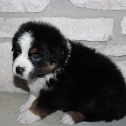 Erin - Black tri-color female Australian Shepherd puppy in Colorado Springs, Colorado from Rocky Mountain Aussies