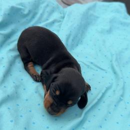 Pink - Black and tan female Dachshund puppy in Berwick, Louisiana from Shazia Sultan