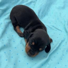 Pink - Black and tan female Dachshund puppy in Berwick, Louisiana from Shazia Sultan