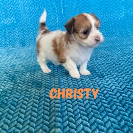 Lucky's Uptown Girl (Christy) - Gold sable female Havanese puppy in Fielding, Utah from LUCKY HAVANESE
