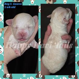 4th born- no name yet - Cream male Havanese puppy in Kansas City, Missouri from Happy Havi Tails