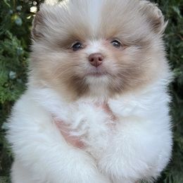 Maxie - Chocolate merle female Pomeranian puppy in Muskogee, Oklahoma from Wonderlust Pomeranians