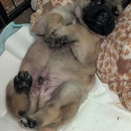Boy 1 - Mastiff puppy from Hug-A-Mug Mastiffs
