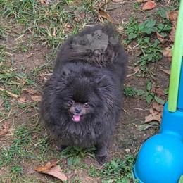 Desi - Pomeranian