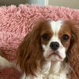 Gracie - Cavalier King Charles Spaniel