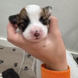Green - Sable male Pembroke Welsh Corgi puppy in Eltopia, Washington from PNW Pup Co.