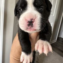 Boxer Puppies from Sweet Carolinas Boxer Babies