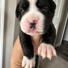 Boxer Puppies from Sweet Carolinas Boxer Babies