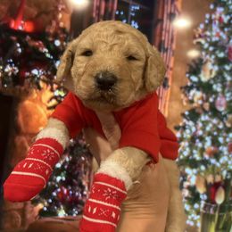 Atlas - Apricot male Poodle puppy in Mobile, Alabama from Semmy’s Standard Poodle LLC