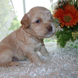 Australian Labradoodle Puppies from Windsor Creek Labradoodles