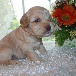 Australian Labradoodle Puppies from Windsor Creek Labradoodles