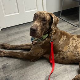 Danilo - Merle male Great Dane puppy in Ider, Alabama from Sand Mountain Danes LLC