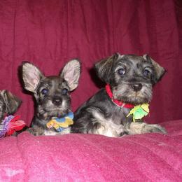 Miniature Schnauzer Puppies from Circle R Ranch