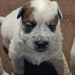 Benard - Red speckled male Australian Cattle Dog puppy in Cora, Wyoming from Lyla Hinman's Australian Cattle Dogs