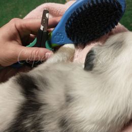 Australian Shepherd Puppies from Copeland's Kennels