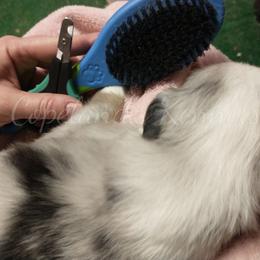 Australian Shepherd Puppies from Copeland's Kennels