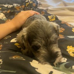 Girl 3 - Salt and pepper Miniature Schnauzer puppy in Rocklin, California from MiniSchnauzerWorld