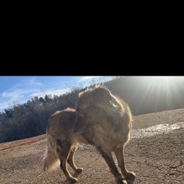 Clementine - Blue merle female Australian Shepherd puppy in Dahlonega, Georgia from Bell’s Down ‘n Dirty Australian Shepherds
