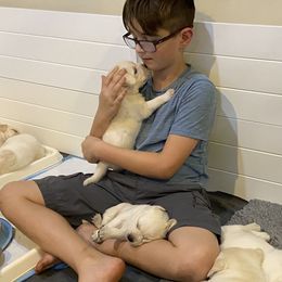 Labrador Retriever Puppies from BellaVista Labradors LLC