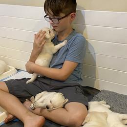 Labrador Retriever Puppies from BellaVista Labradors LLC