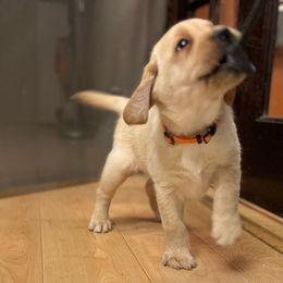 Ron - Yellow Labrador Retriever puppy in Eugene, Oregon from LakeHouse Labrador Retriever LLC