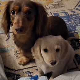 Tootsie - Dachshund