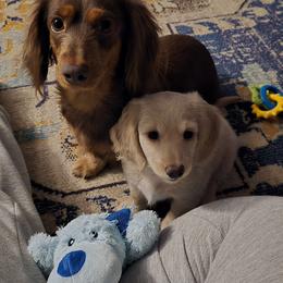 Tootsie - Dachshund
