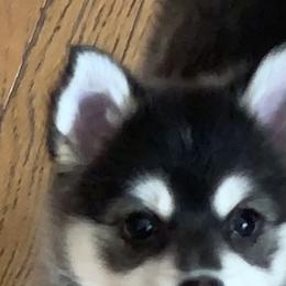 Pomsky Puppies from My Half Pint Pups