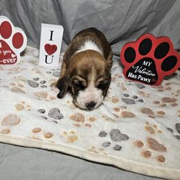 Mauve Collar Girl - Brown black and white female Basset Hound puppy in Richland Hills, Texas from The Basset Family