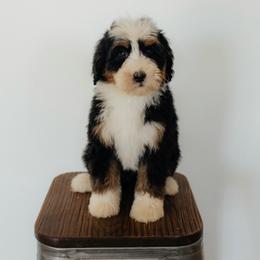 Medium Sized Female Bernedoodle Demeter - No Collar Female - Tri-color female Bernedoodle puppy in Kamas, Utah from A + E Farms
