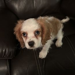 Daisy - Blenheim female Cavalier King Charles Spaniel puppy in Burke, New York from Patti’s Puppies