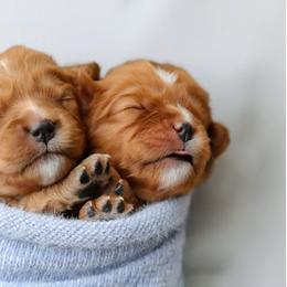 Cavalier King Charles Spaniel Puppies from Sweet Southern Cavaliers