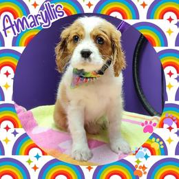 Amaryllis - Blenheim - Blenheim Cavalier King Charles Spaniel puppy in Culpeper, Virginia from Heritage Hill Cavaliers