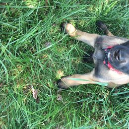 Belgian Malinois Puppies from John Redlinger