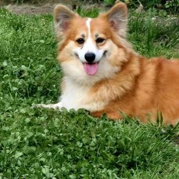 Fergie - Pembroke Welsh Corgi