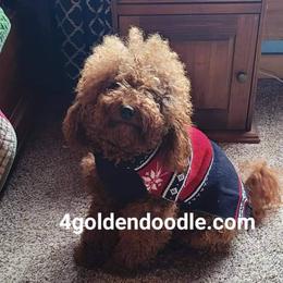 Teddy - Goldendoodle
